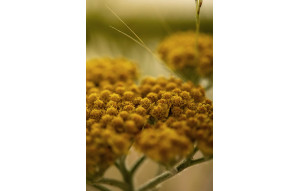 
			                        			Carte cadeau 2